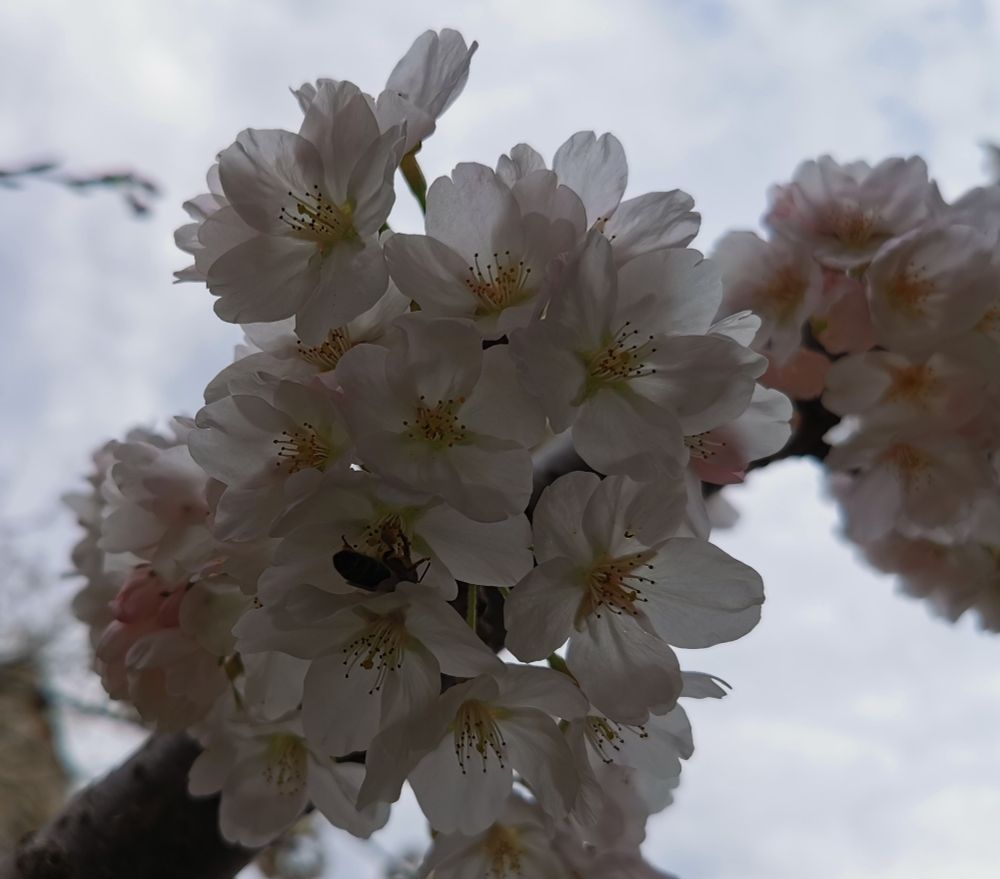 Bee in white cherry blossoms