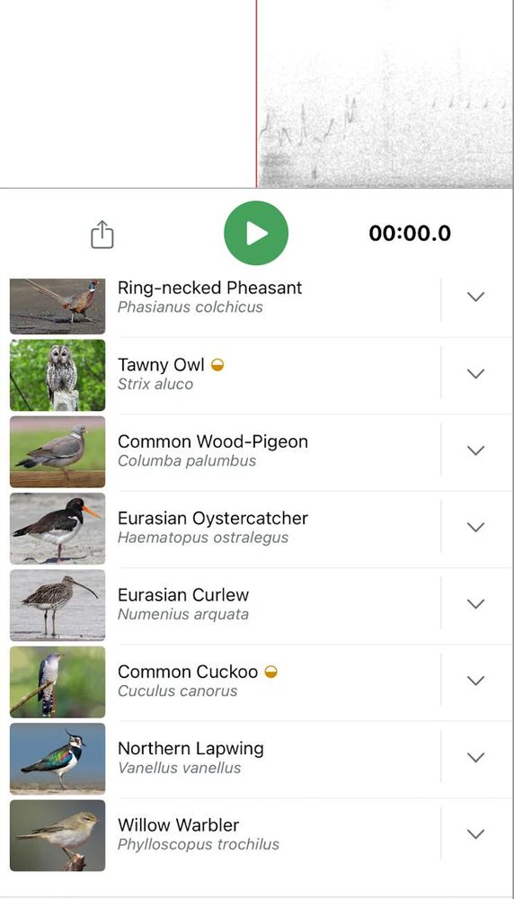 An image of a recording of bird song with pictures of a ring-necked pheasant, tawny owl, wood pigeon, osytercatcher, curlew, cuckoo. lapwing and willow warbler.