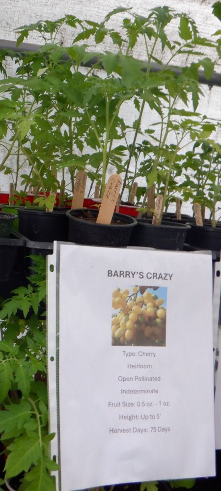 Photo of a sign for a cherry tomato plant called Barry's Crazy. 