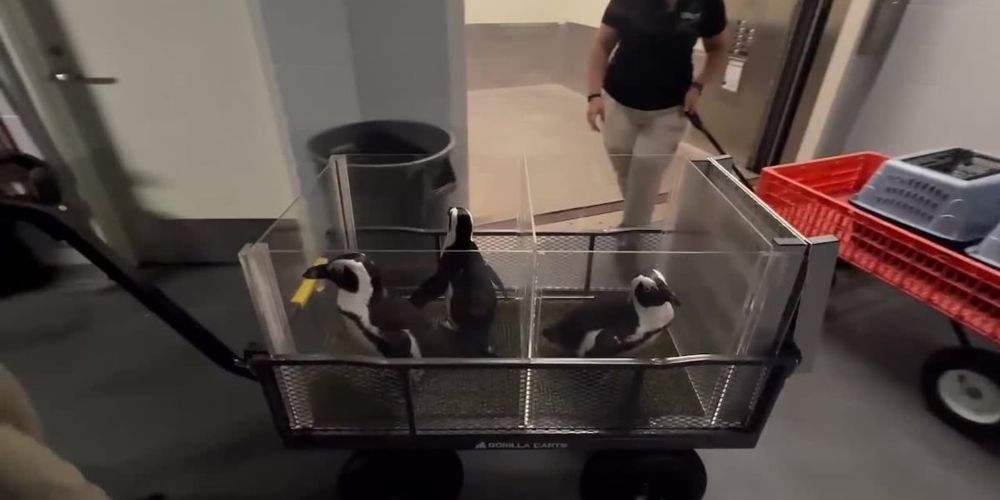 Florida Aquarium moves their penguins and other animals to safety ahead of Hurricane Milton