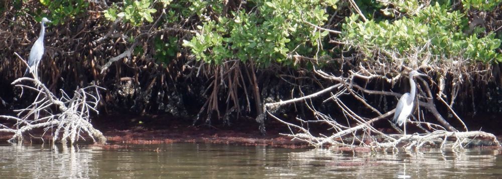 Photo of two herons, both looking to the right and standing on dead mangrove branches in the ICW.
