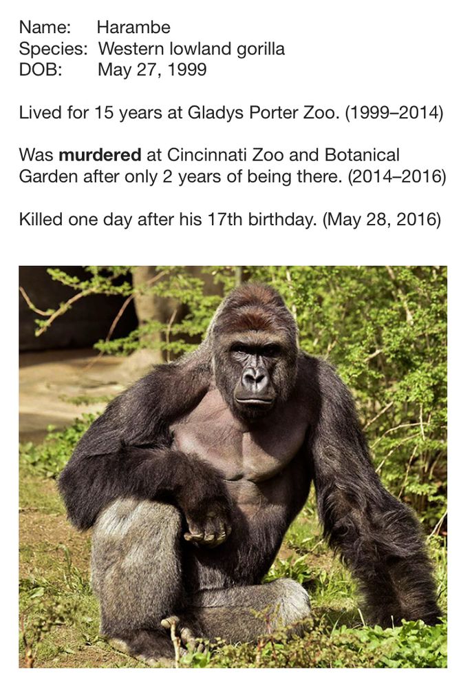 A picture of Harambe and teszt that reads:

Name: Harambe
Species: Western lowland gorilla
DOB: May 27, 1999
Lived for 15 years at Gladys Porter Zoo. (1999-2014)
Was murdered at Cincinnati Zoo and Botanical Garden after only 2 years of being there. (2014-2016)
Killed one day after his 17th birthday. (May 28, 2016)