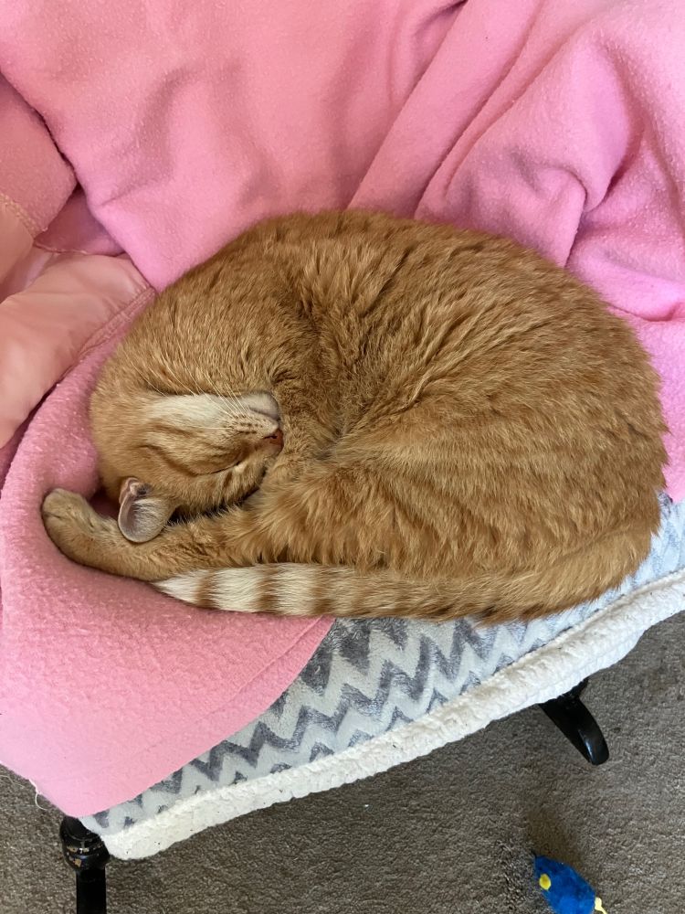 Orange tabby cat sleeping curled in black rocking chair lined with a pink blanket on top of a grey chevron patten fleece throw. A blue toy mouse can be seen in the bottom of the photo.