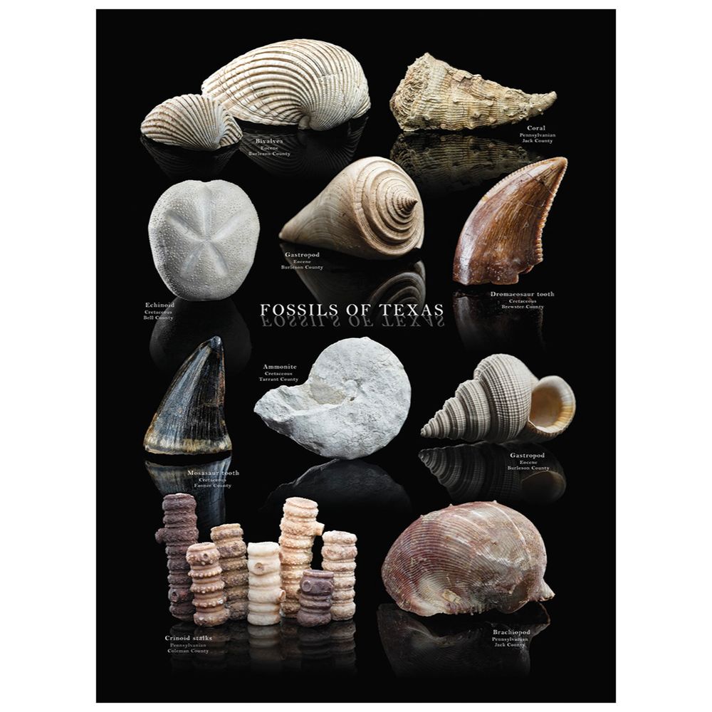 A poster showing 10 different kinds of fossils that can be found in Texas. Each fossil is photographed on a black background, with text next to it naming the fossil type, geologic period or sub-period, and county where it was found. Here are the fossils that are shown:

• Bivalves, Eocene, Burleson County
• Coral, Pennsylvanian, Jack County
• Echinoid, Cretaceous, Bell County
• Gastropod, Eocene, Burleson County
• Dromaeosaurid tooth, Cretaceous, Brewster County
• Mosasaur tooth, Cretaceous, Fannin County,
• Ammonite, Cretaceous, Tarrant County
• Gastropod, Eocene, Burleson County
• Crinoids, Pennsylvanian, Coleman County
• Brachiopod, Pennsylvanian, Jack County