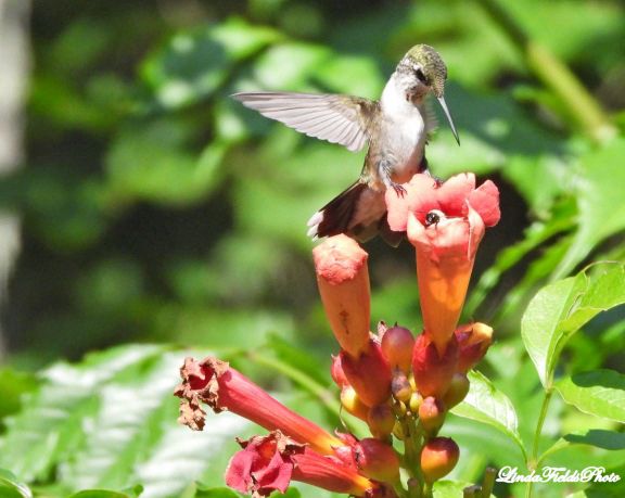 Hummingbird perches over a trumpet flower with a bee inside 
