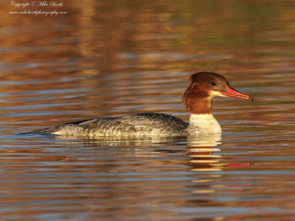Goosanders inhabit freshwater lakes, rivers, and reservoirs, particularly those surrounded by forests. They prefer clear waters rich in fish. As a carnivorous bird, the goosander's primary diet consists of fish, though they may also eat aquatic invertebrates. Their serrated bills help them catch and hold their slippery prey. They are strong swimmers and divers, using their feet for propulsion while hunting underwater.  They are widespread across Europe, Asia, and North America. In North America, they are known as common mergansers.