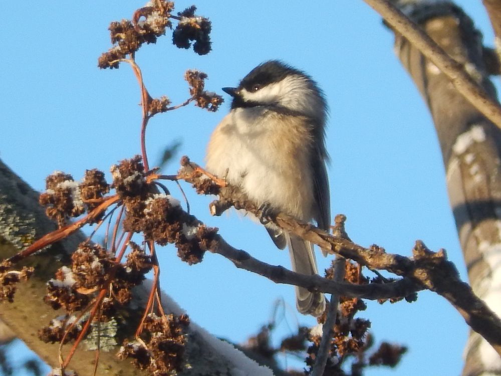 Black Capped Chickadee
