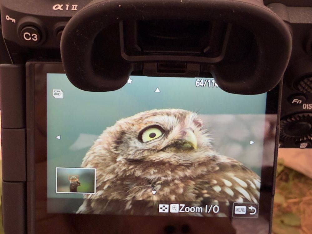 The back of a digital camera. The screen shows a zoomed in face of a little owl. It looks startled by something as it looks towards the top right of the frame. 
