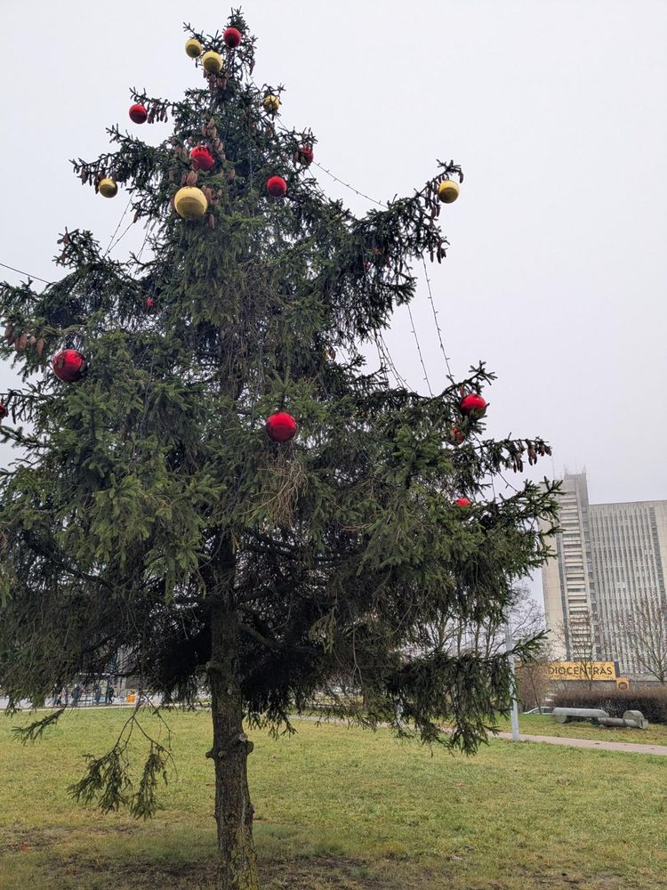 Burbulais papuošta gyva eglė Sacharovo skvere Vilniuje