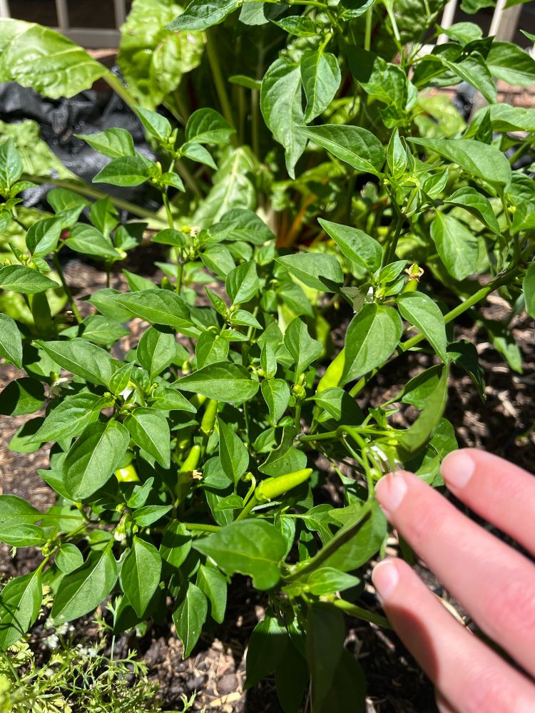 Small green chilies hidden in foliage