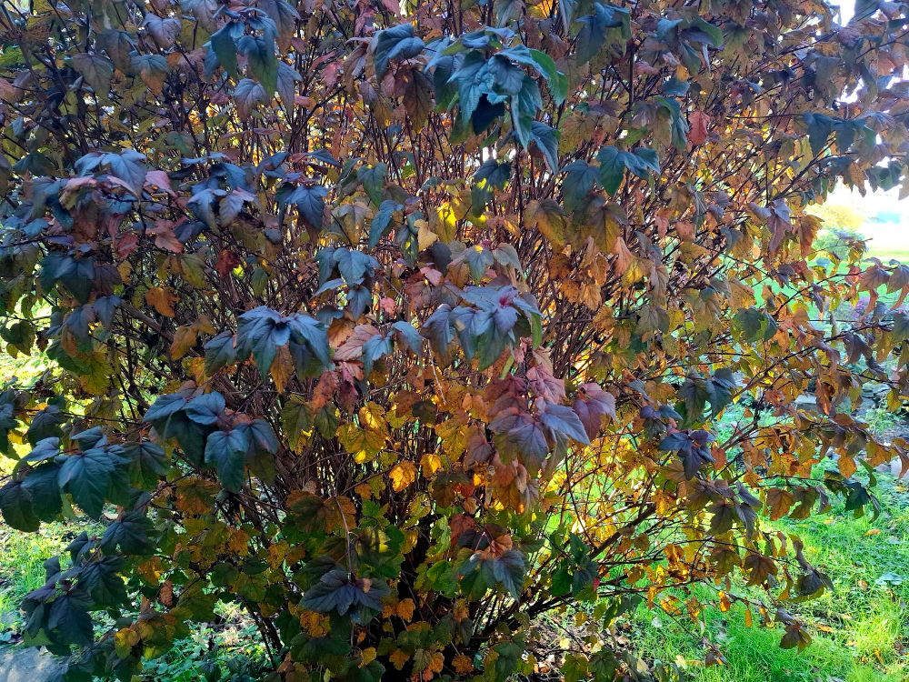 Ein Strauch leuchtet in unterschiedlichen Herbstfarben.