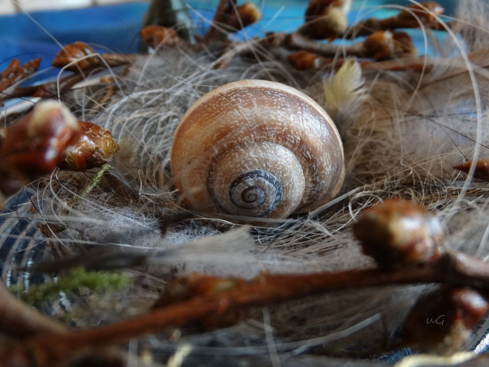 Ein Schneckenhaus, das seine Spirale frontal den Betrachtenden entgegenstreckt. Es liegt in einem flaumigen Vogelnest, das von knospigen, kleinen Weidenzweigen eingefasst ist.
