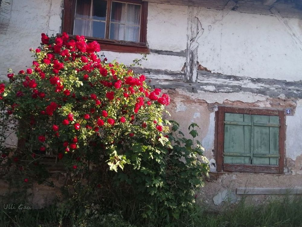 Ein altes Fachwerkhaus, die Fassade bröckelt, ein Fenster unten ist mit grünen, verwitterten Holzschlagläden verschlossen, im oberen hängen noch Gardinen im Fenster. Vor dem Haus steht ein großer, blühender Rosenbusch.
