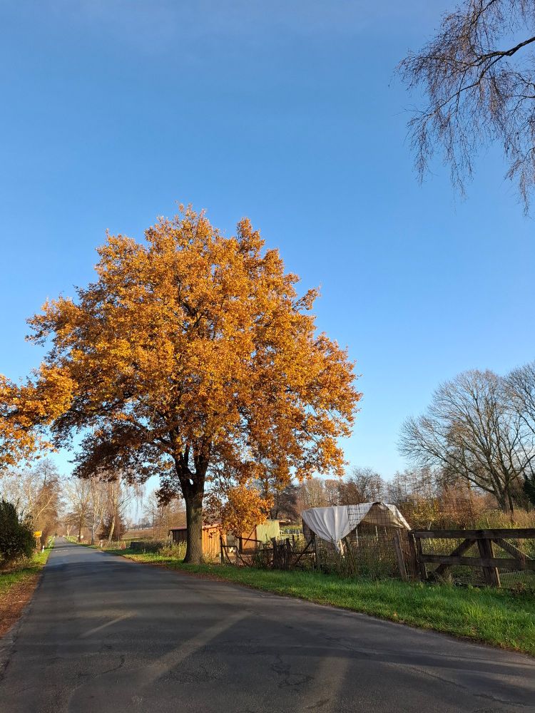 Eine Eiche im gelben Herbstkleid. Sie steht an einem Dorfstraßenrand, daneben ist ein großes Hühnergehege.