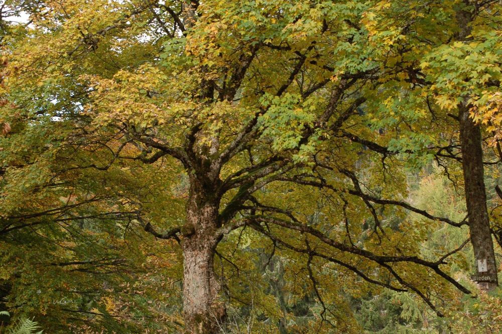 Ein großer Baum im Herbstkleid im Wald.