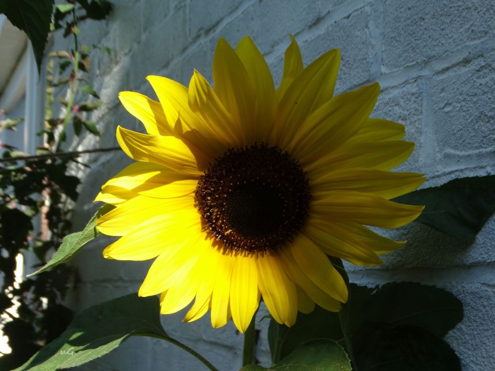 Die Blüte einer Sonnenblume, die zur Hälfte im Sonnenlicht leuchtet, die andere Hälfte im Schatten liegt. Sie blüht nahe einer Hauswand.