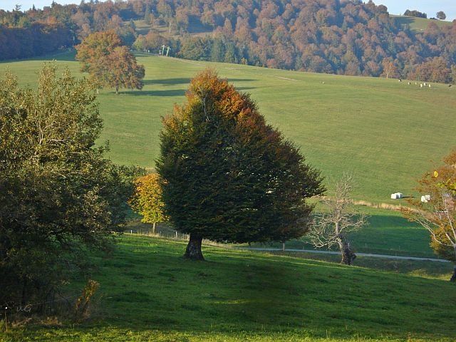 Eine sogenannte 'Sturmbuch' auf einer Höhe im Südschwarzwald. Ihr Name kommt daher, dass ihr Blätterkleid durch den stetigen Wind aus SWnur an einer Seite üppig ausfällt. Sie trägt auf diesem Foto schon ihr Herbstkleid, die Wiesen dahinter sind kurz und schimmern gelblich-grün, der Wald dahinter im ersten Herbstbunt.