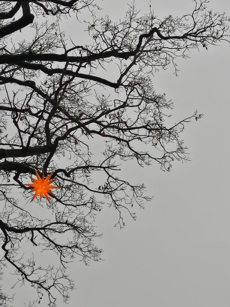 Ein orange leuchtender Stern hängt an einem hohen, kahlen Baum. Der Himmel ist grau.