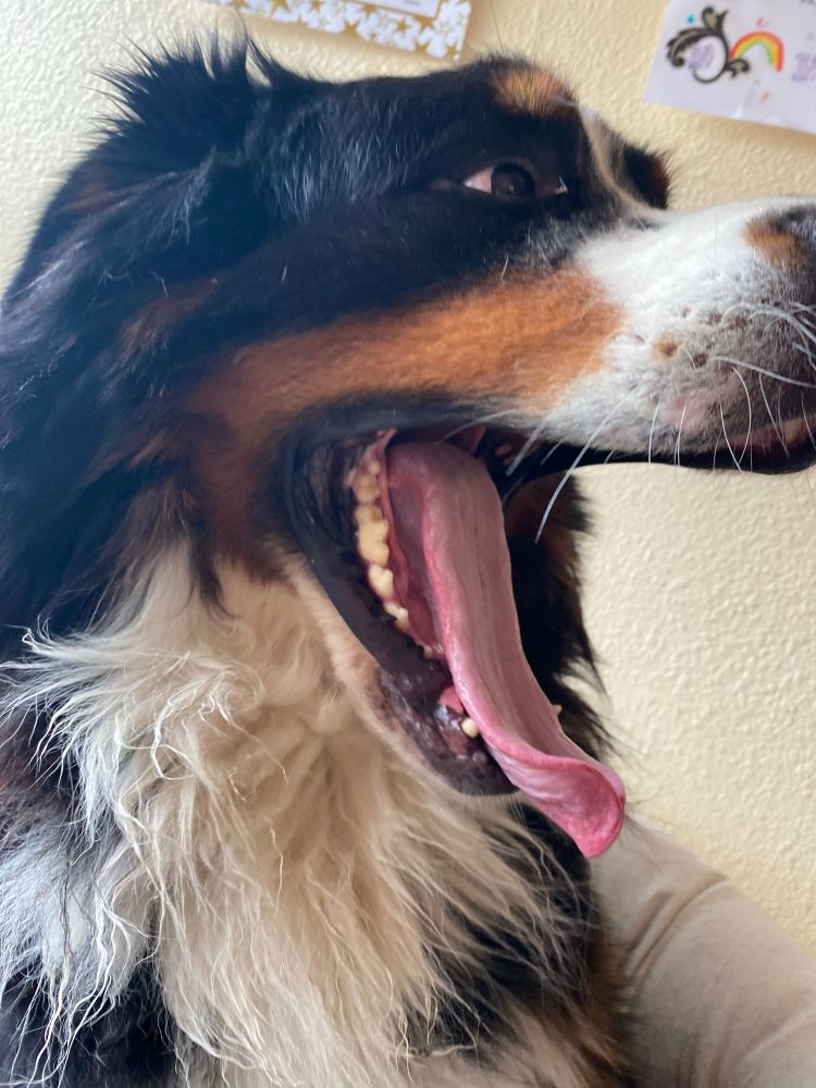 Handsome Bernese Mountain Dog yawning with wide open mouth looking ridiculous 