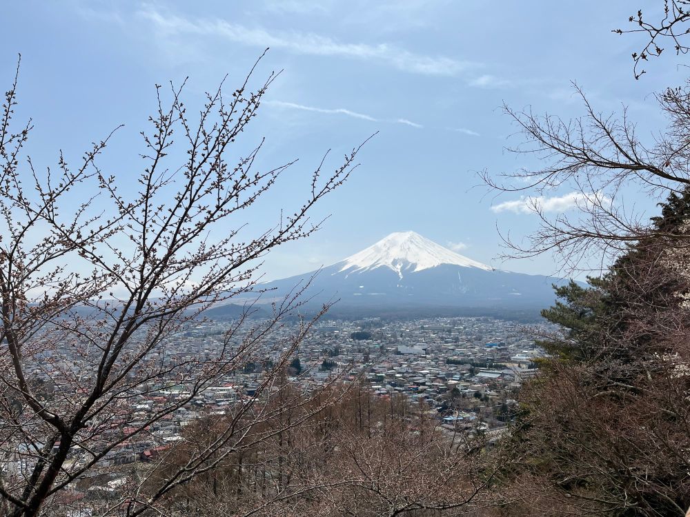 This photo captures a scenic view of Mount Fuji in Japan, with its iconic snow-capped peak rising majestically in the background. In the foreground, bare or budding cherry blossom branches frame the view, suggesting that it’s early spring. Below the mountain, a densely packed town or city spreads out, likely part of the Fujiyoshida or Kawaguchiko area, which are popular spots for viewing Mount Fuji. The sky is mostly clear with a few wispy clouds, contributing to the serene and picturesque atmosphere.