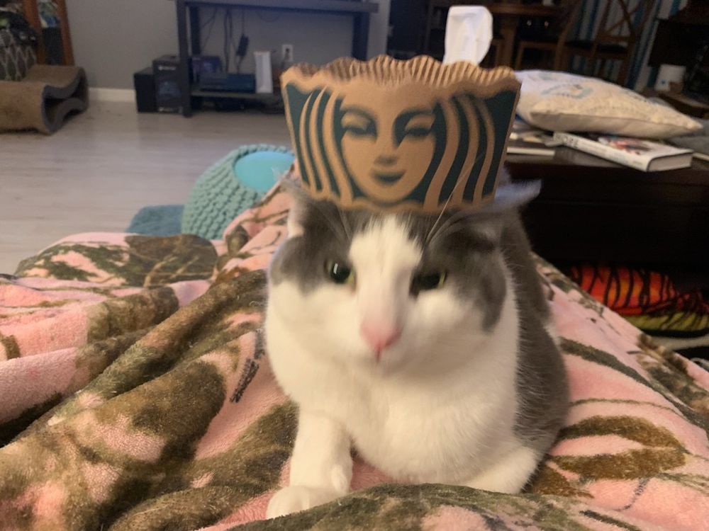 Gray and white cat on a woman's lap with a Starbucks cup sleeve on his head. Benny wasn't amused when I put this on his head.