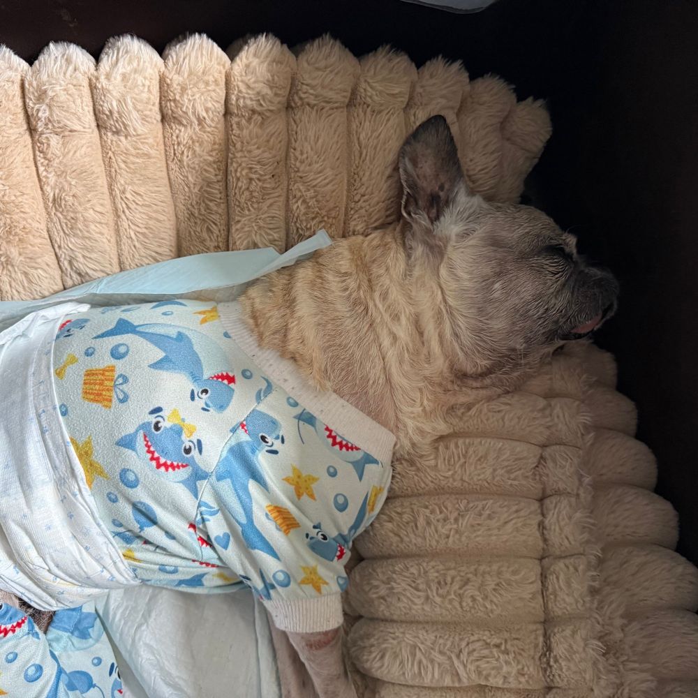 old pug sleeping with shark pajamas on