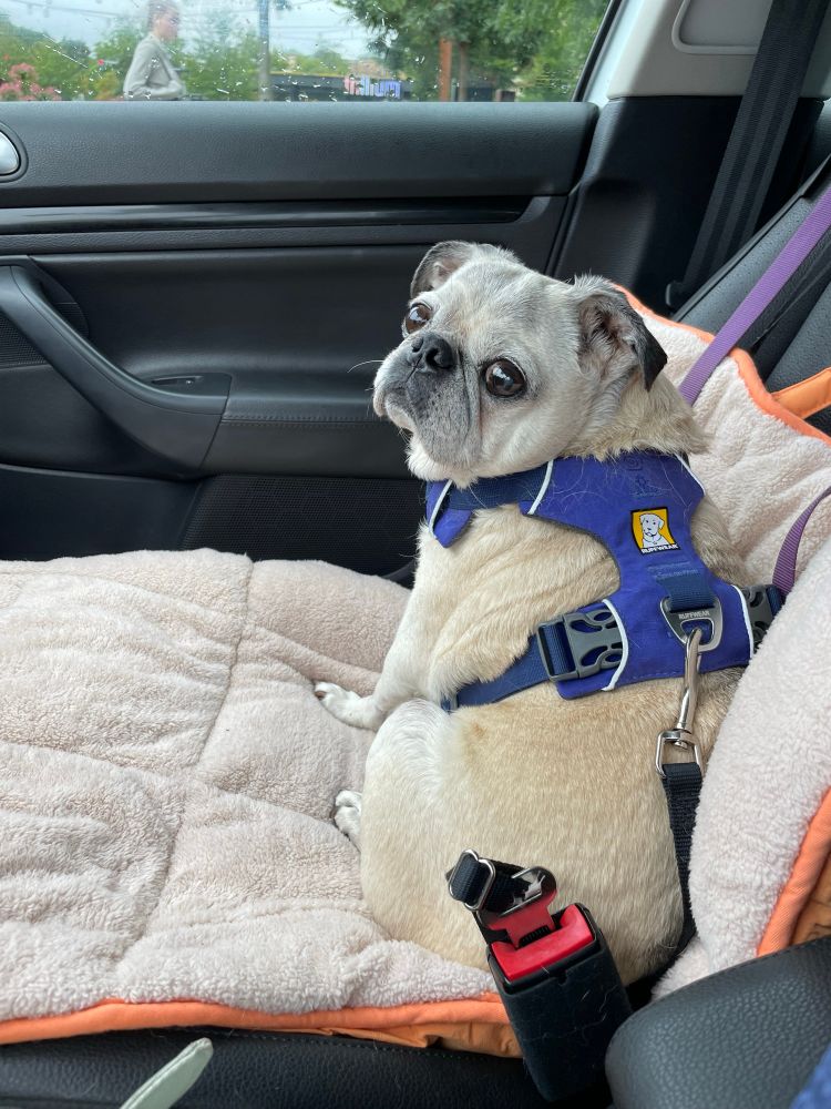 Pug sitting in car looking at camera over his shoulder like he’s throwing shade