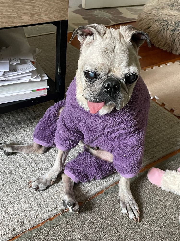 Senior pug dog in fuzzy purple pajamas 
