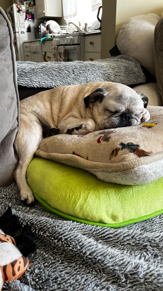 Pug asleep on a pile of pillows 
