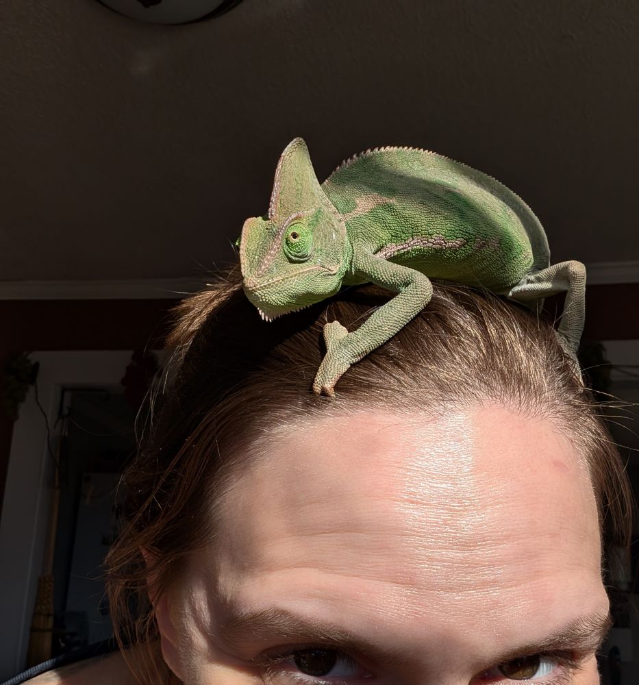 Veiled chameleon on a person's head.