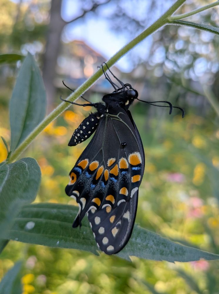 A black swallowtail butterfly rests on a stem. It is mostly black with orange, blue and pale yellow markings.