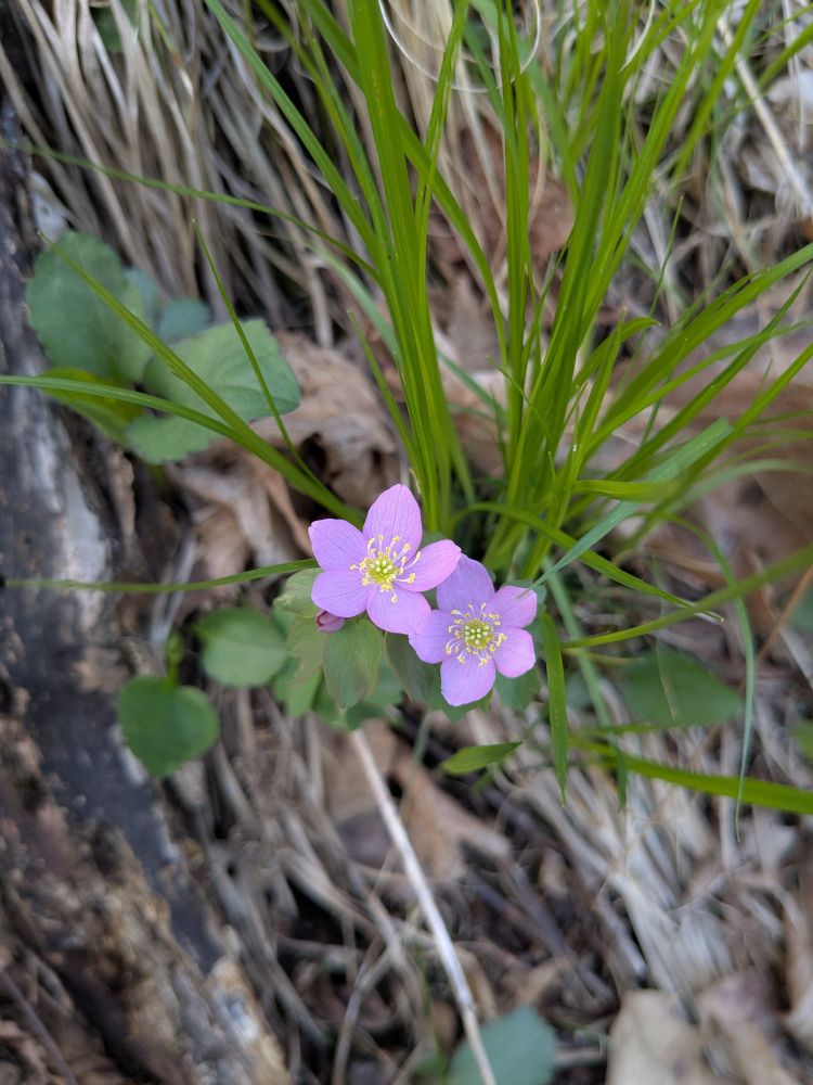 Two pink five-petals flowers next to a clump of green sedge. Brown leaves and grass are out of focus in the background.