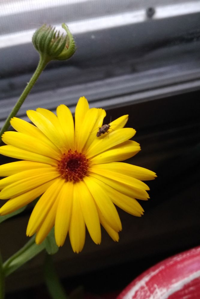 Closer-up at the yellow calendula flower, an insect (which was on the stamens a moment ago, crawls across the petals.