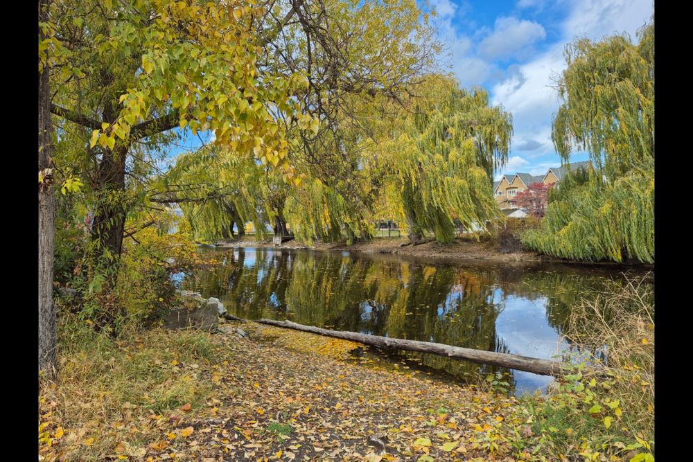 A view of a wide stream surrounded by weeping willows and other trees all starting to turn a brilliant golden yellow. Yellow and orange leaves cover the ground. The stream's water is so calm it reflects a beautiful blue sky with scattered fluffy clouds.
Some houses are visible in the distance, through the trees.