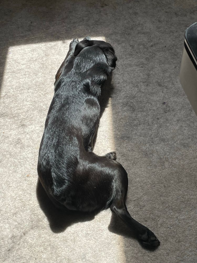 A medium size black dog laying stretched out in the sunbeam under the skylight