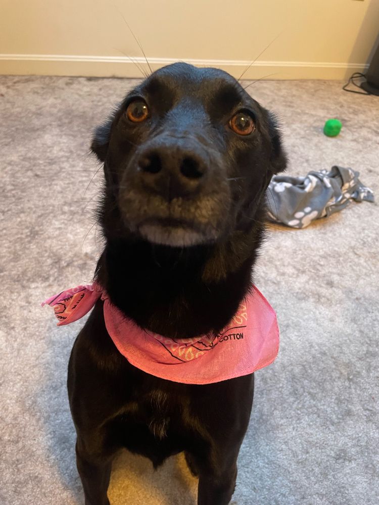 A black dog trying to boop the camera with her nose