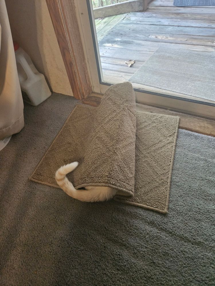 Image of a rug in front of a door, with a cat hiding under the middle. Just his tail is poking out. Its white with faint orange stripes.