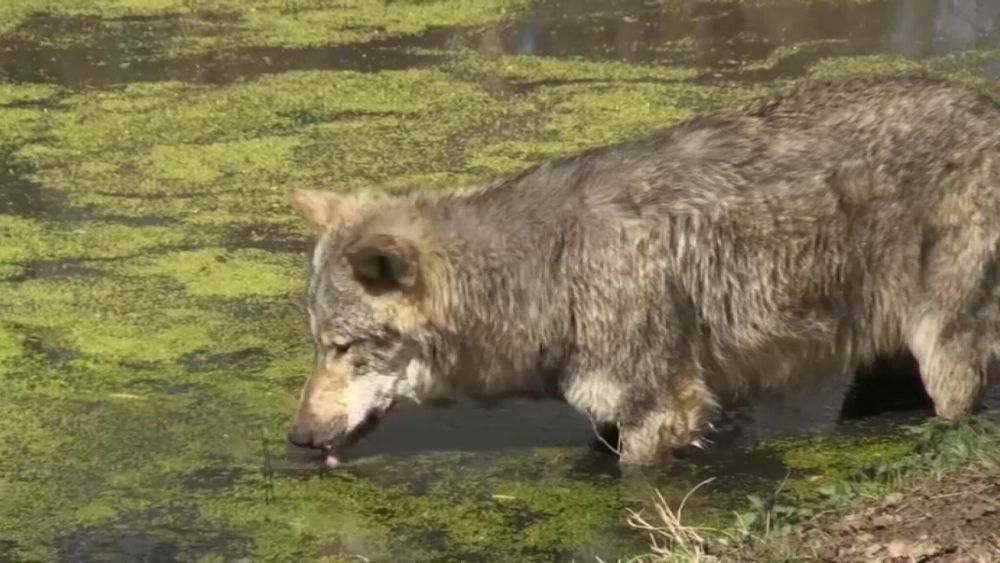 Obwexer: "Wolf bleibt noch länger unter Schutz"