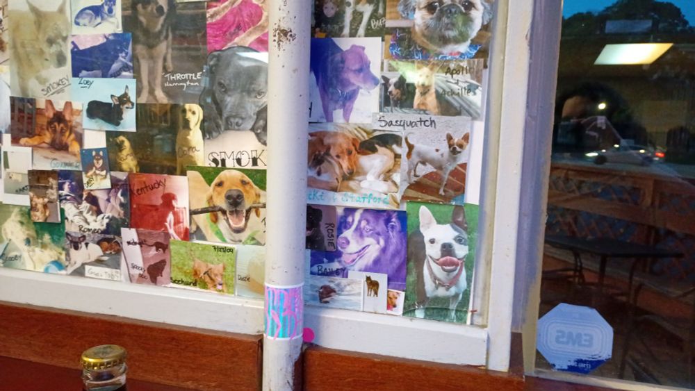 A photo of a wall in a restaurant. It is covered in pictures of dogs, most of which have a name written on them, too many to describe or transcribe in detail. It is cropped closer than the last photo.