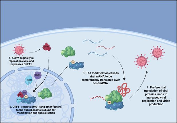 Graphical abstract illustrating how viruses can manipulate host cell translational machinery. 

(1) KSHV begins lytic replication cycle and expresses ORF11, (2) ORF11 recruits EMG1 (and other factors) to the 40S ribosomal subunit for modification and specialisation, (3) The modification causes viral mRNA to be preferentially translated over the host mRNA, (4) Preferential translation of viral proteins leads to increased viral replication and virion production.