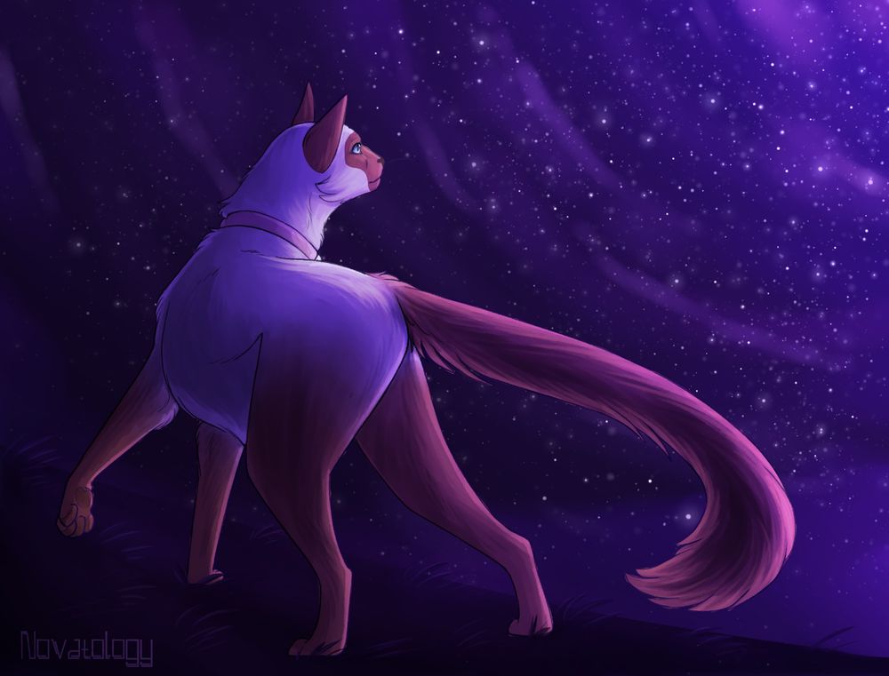 A Siamese cat from the side facing left but with it's front half angled so that it looks outward to the right. It looks out at a sea of purple stars.