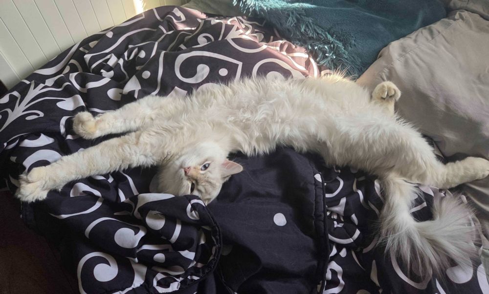 a fluffy white cat on a bed, stretching out on a black and white blanket 