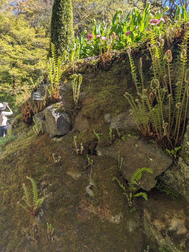 Lovely curly ferns growing out of a mossy rock 