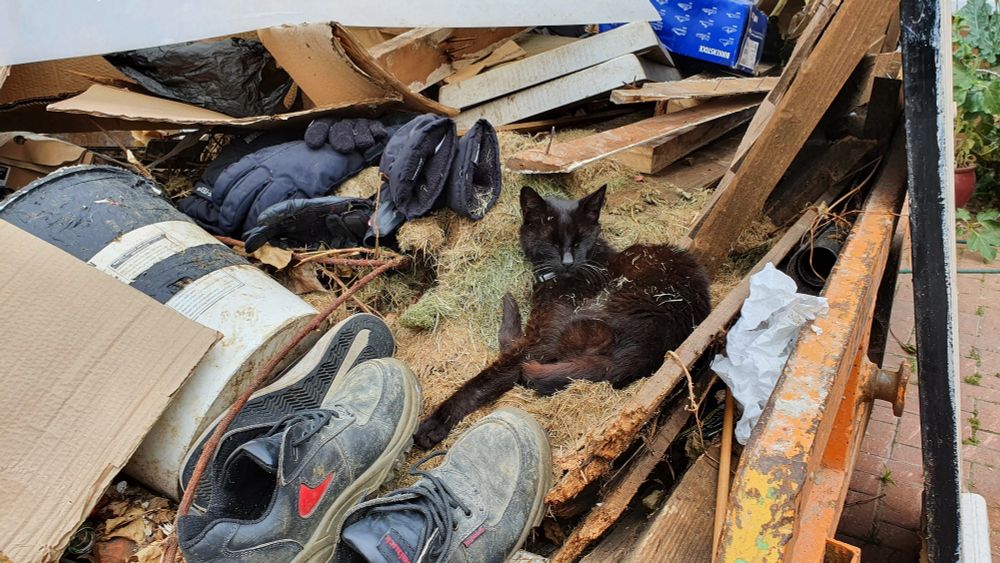 A photo of rubbish piled up in a skip, and a black cat asleep, snuggled among the rubbish.