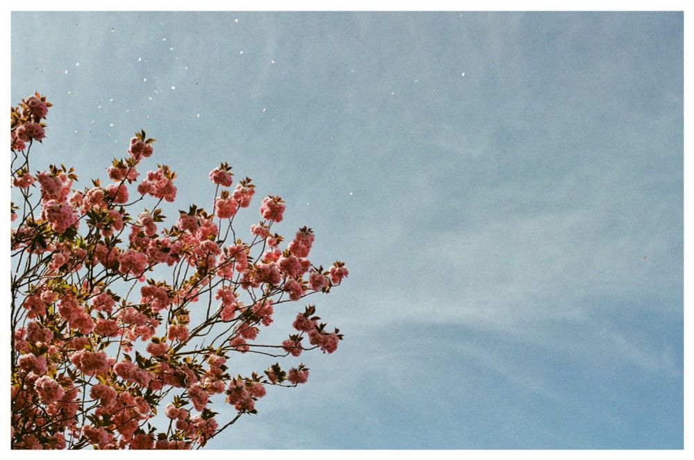 Landscape-orientated colour photograph of a cherry blossom tree and the sky, with petals being blow off the tree by the wind.