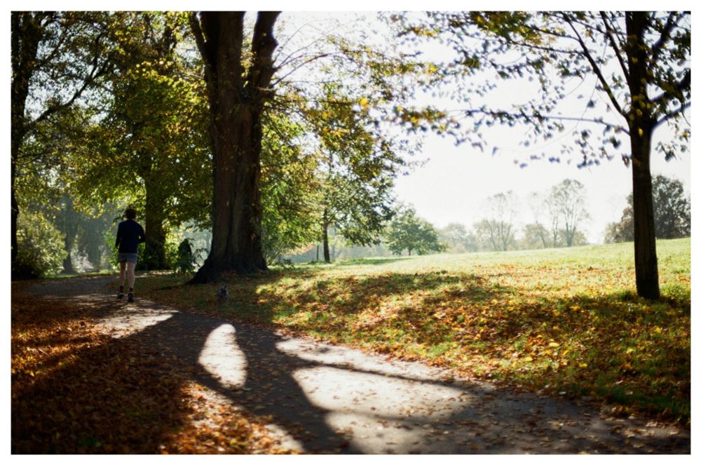 Landscape-orientated colour photograph of the sun shining through the trees in a park.