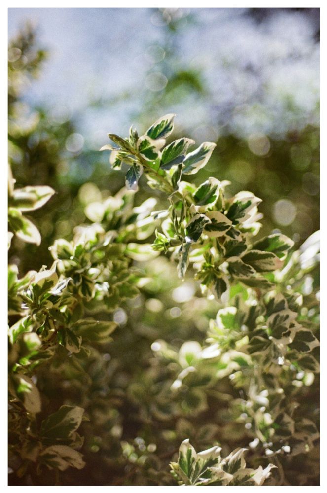 Portrait-orientated colour photograph of variegated holly on a sunny day.