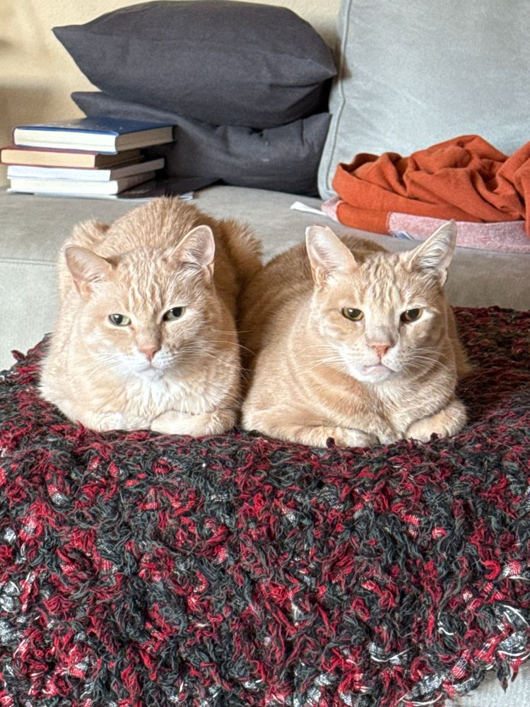 Two adorable orange cats loafing side by side