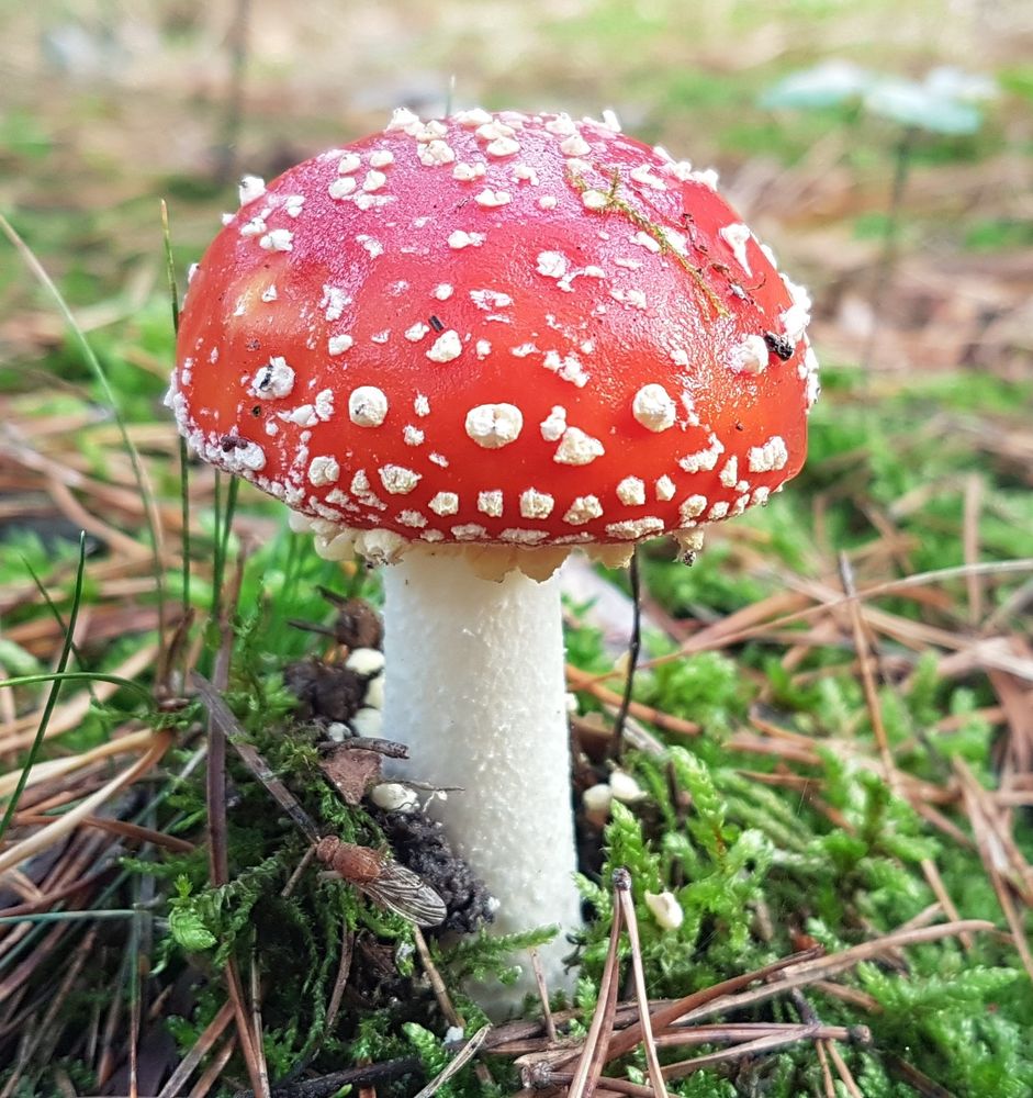 Ein perfekter Fliegenpilz in seiner natürlichen Umgebung 