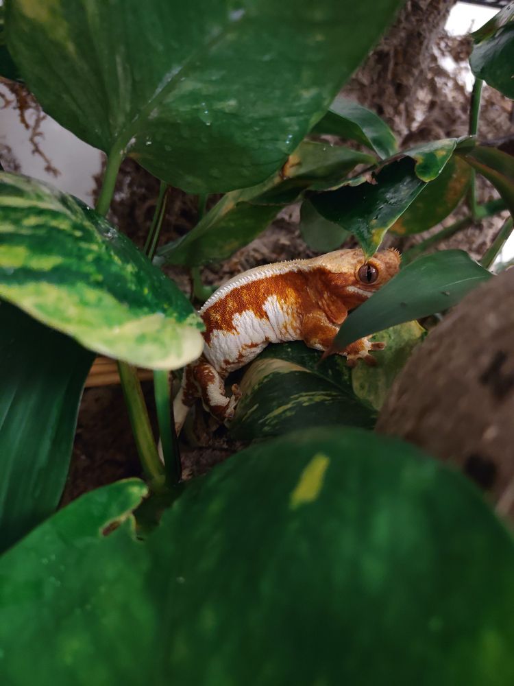 Crested gecko lurking among pothos leaves